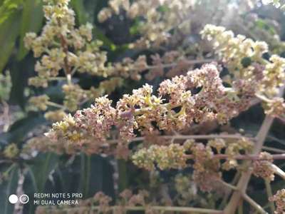 ಮಾವಿನಲ್ಲಿ ಬೂದಿ ರೋಗ (ಪೌಡರಿ ಮಿಲ್ಡ್ಯೂ) - ಮಾವು