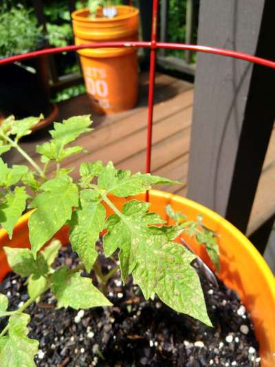 Early Blight - Tomato