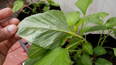 Oleander Scale - Capsicum & Chilli