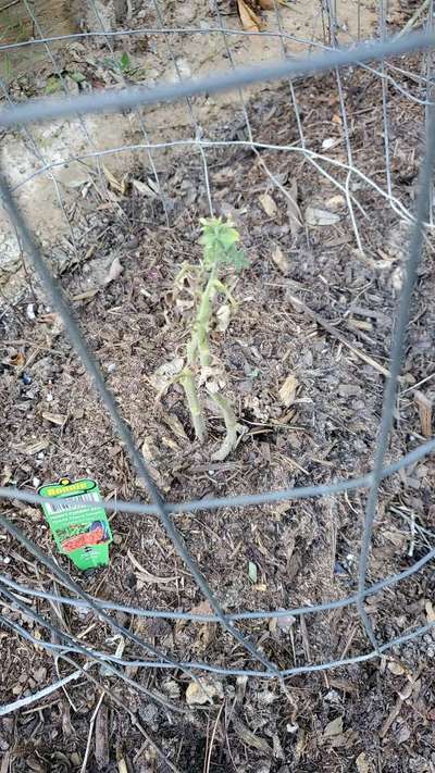 Bacterial Wilt - Tomato