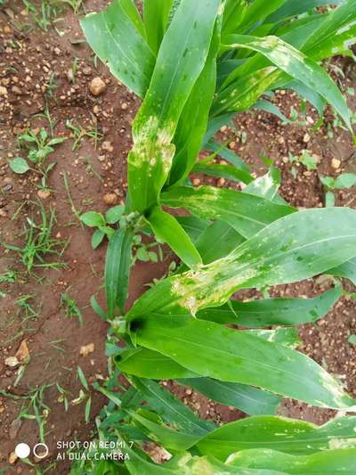 ಮೆಕ್ಕೆ ಜೋಳದ ಮಾರಕ ನೆಕ್ರೋಸಿಸ್ ರೋಗ - ಹುಲ್ಲುಜೋಳ