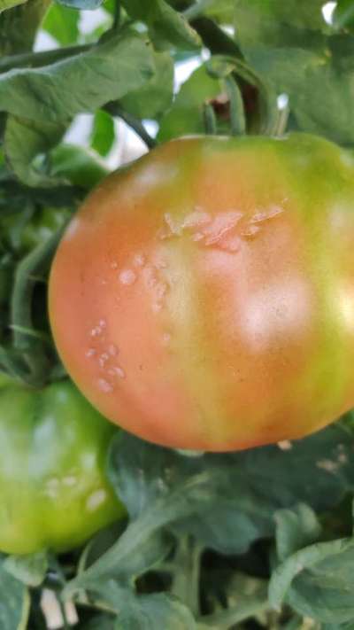 Bright Line Brown Eye - Tomato