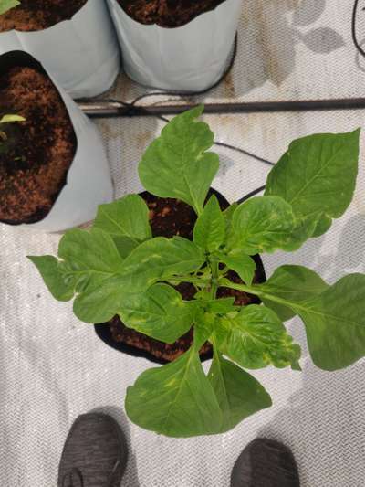 Broad Mite - Capsicum & Chilli