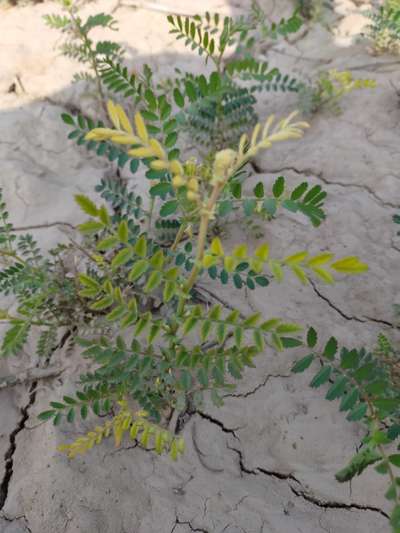 Fusarium Wilt - Chickpea & Gram