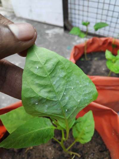 Mealybug - Capsicum & Chilli