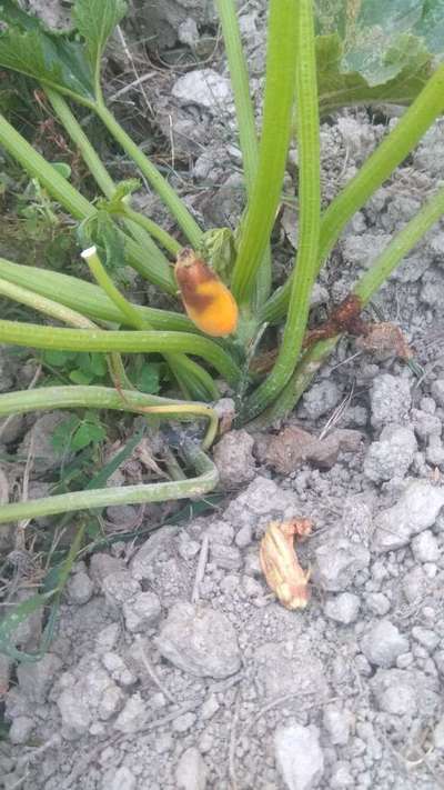 Melon Fruit Fly - Zucchini