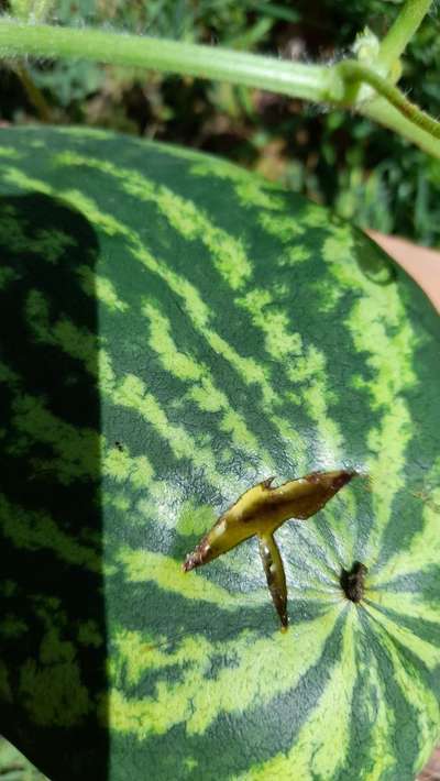 Agrietamiento de las frutas - Melón