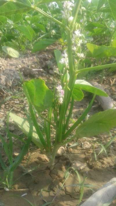 Nitrogen Deficiency - Brinjal