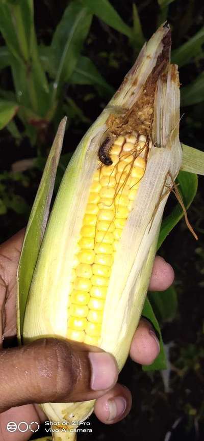 Maize Earworm - Maize