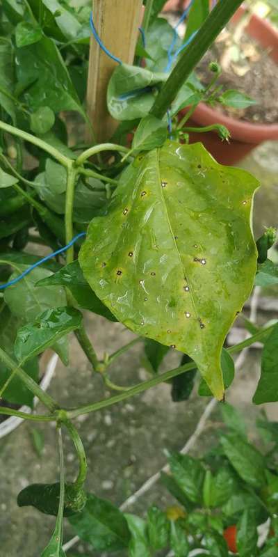 Mancha bacteriana - Pimentão e Pimenta