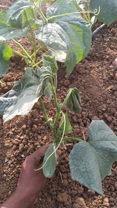 Bacterial Wilt - Cucumber