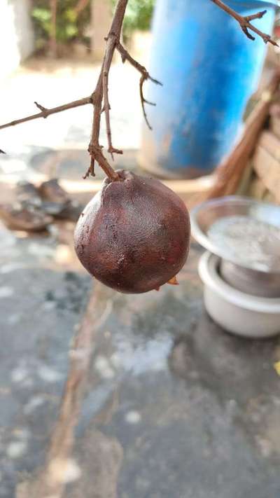 Dieback of Stone Fruit - Pomegranate