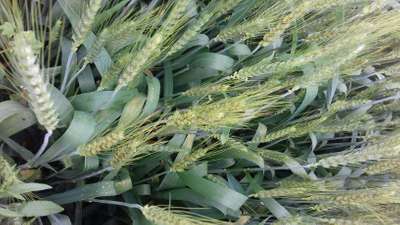Bacterial Panicle Blight - ઘઉં
