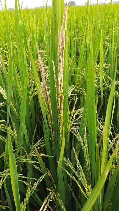 Yellow Stem Borer - Rice