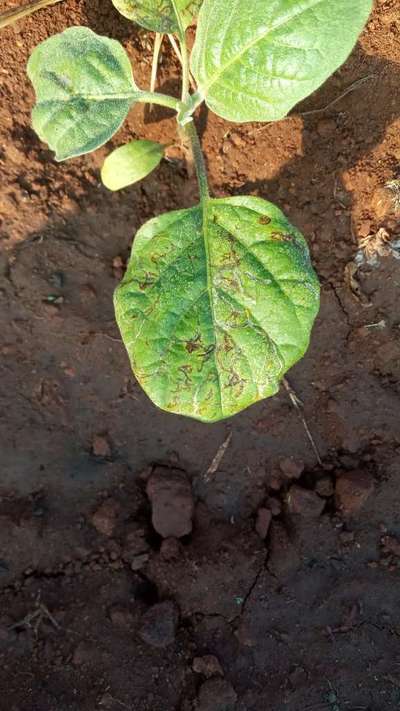 ఆకు చార ఈగలు - వంకాయ