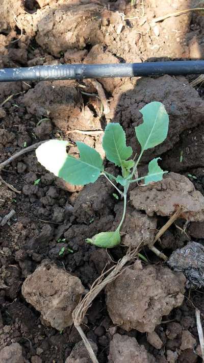 बालों वाली इल्लियाँ - फूलगोभी