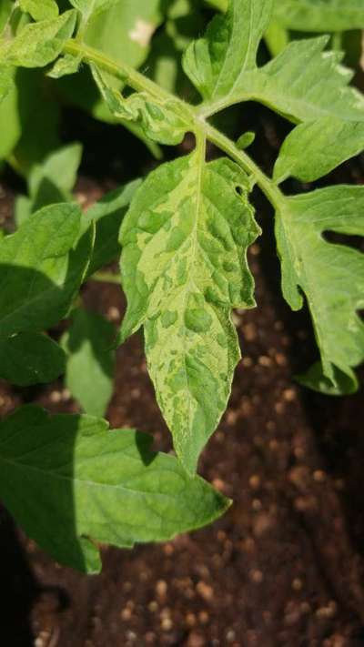 Tobacco Mosaic Virus - Tomato