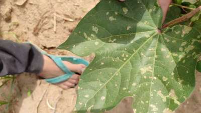 Herbicide Growth Damage - Cotton