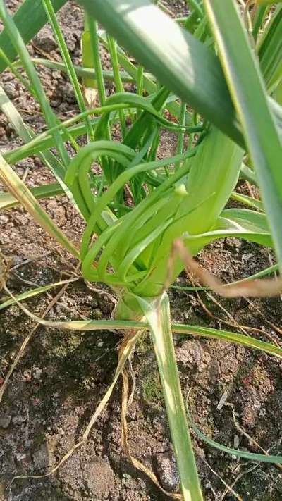 বোরনের অভাবজনিত রোগ - পেঁয়াজ