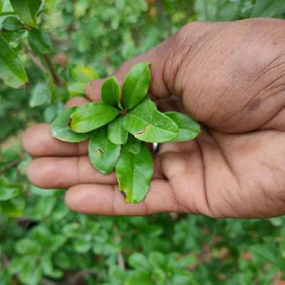 Potassium Deficiency - Pomegranate