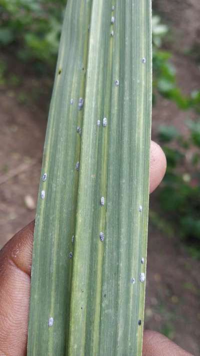 Woolly Aphid - Sugarcane