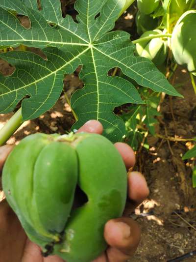 Boron Deficiency - Papaya