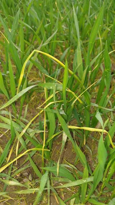 Herbicide Burn - Wheat