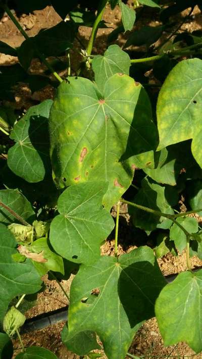 Downy Mildew - Cotton