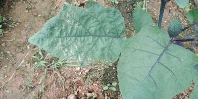 Spider Mites - Brinjal