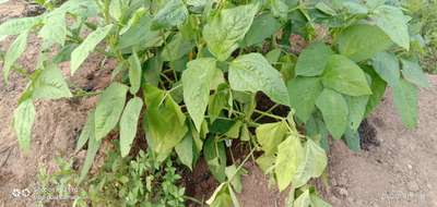 ഇലപ്പേൻ - ബീൻ