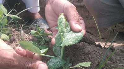 Leaf Miner Flies - Pea