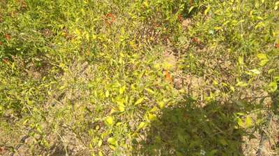 Powdery Mildew - Capsicum & Chilli