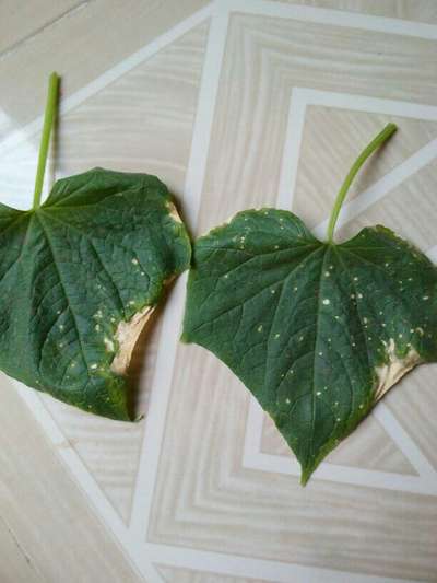 Anthracnose of Cucurbits - Cucumber