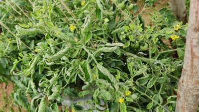 Leaf Curl in Tomato - Tomato