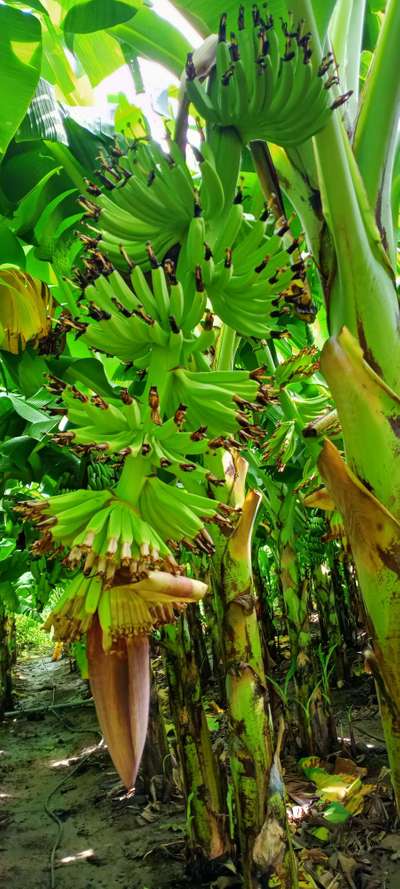 Cigar End Rot - Banana