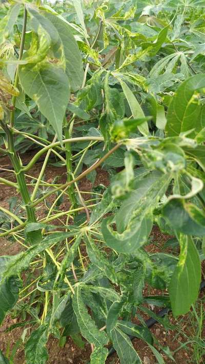 Cassava Mosaic Disease - மரவள்ளிக்கிழங்கு