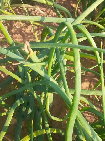 Boron Deficiency - Onion