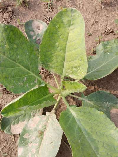 Thrips - Cauliflower