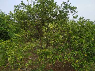 Citrus Stubborn Disease - Citrus