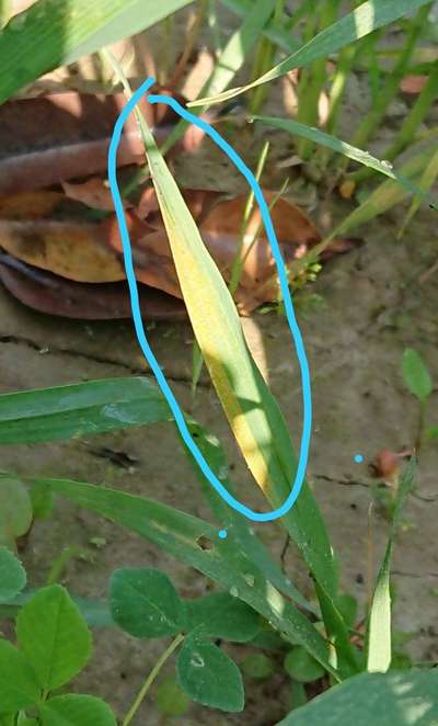 Aphids - Wheat