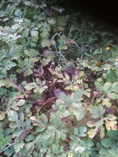 Anthracnose of Cucurbits - Melon