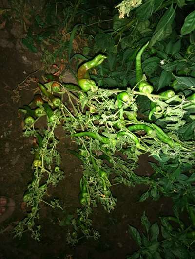 Blight of Pepper - Capsicum & Chilli