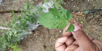 Septoria Leaf Spot - Tomato