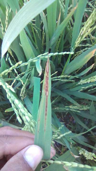 Bacterial Panicle Blight - Rice