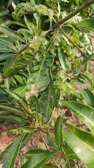 Spider Mites - Mango