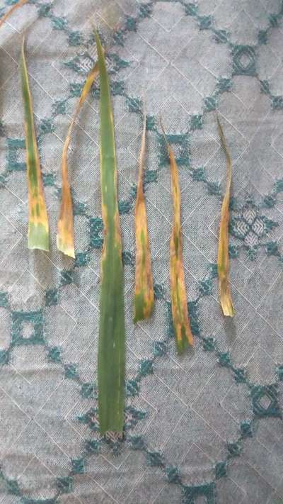 Potassium Deficiency - Wheat