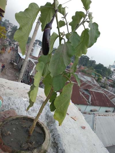 গোড়া ও আগা পচা রোগ - বেগুন