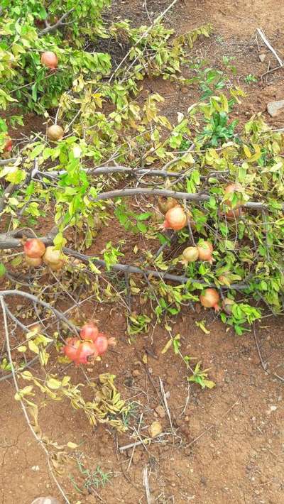 Fusarium Wilt - Pomegranate