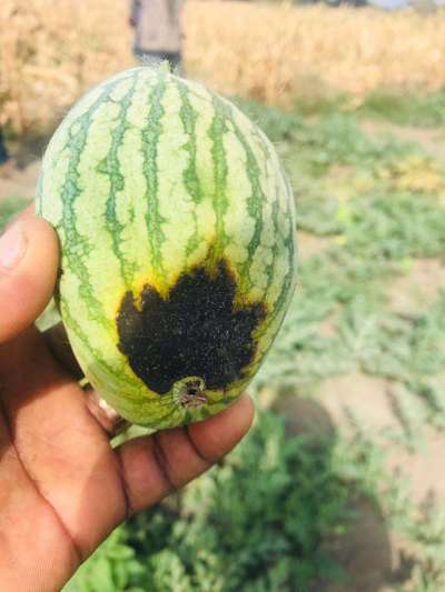 Blossom End Rot - Melon