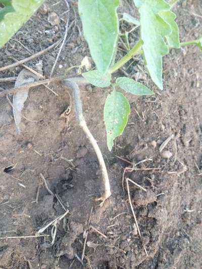 Stem Rot - Tomato